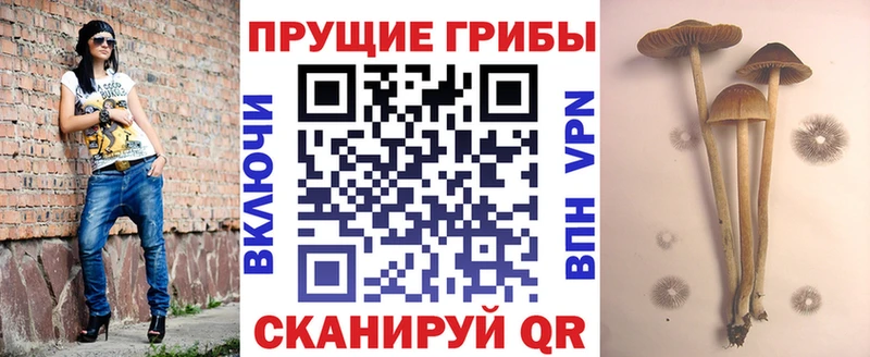 Псилоцибиновые грибы мицелий  Кропоткин 